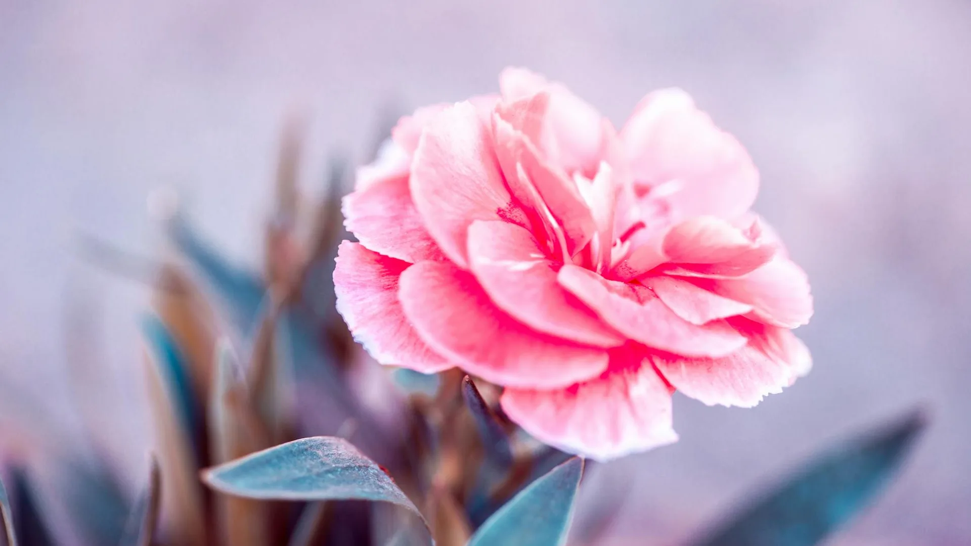 Professional landscaper at work in a beautiful garden